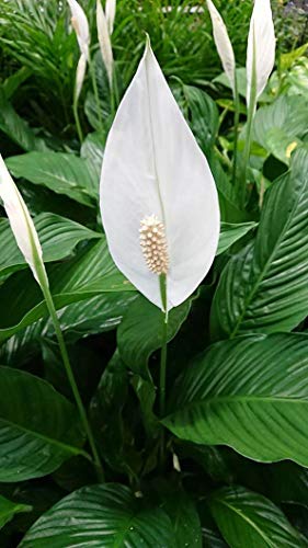 Peace Lily Live Plants in 6 Inch Pots Indoor Houseplant k7