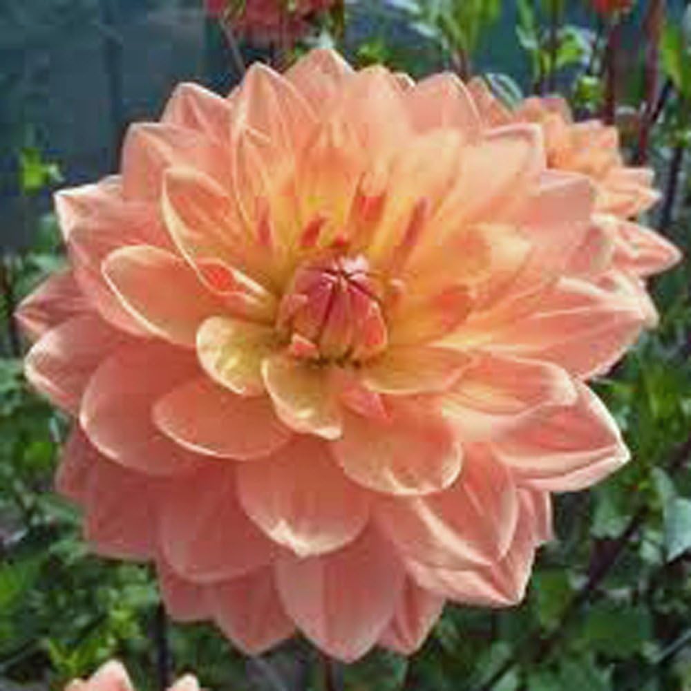 Dinnerplate Dahlia Bulbs, Pack of 10, Easy to Grow k7