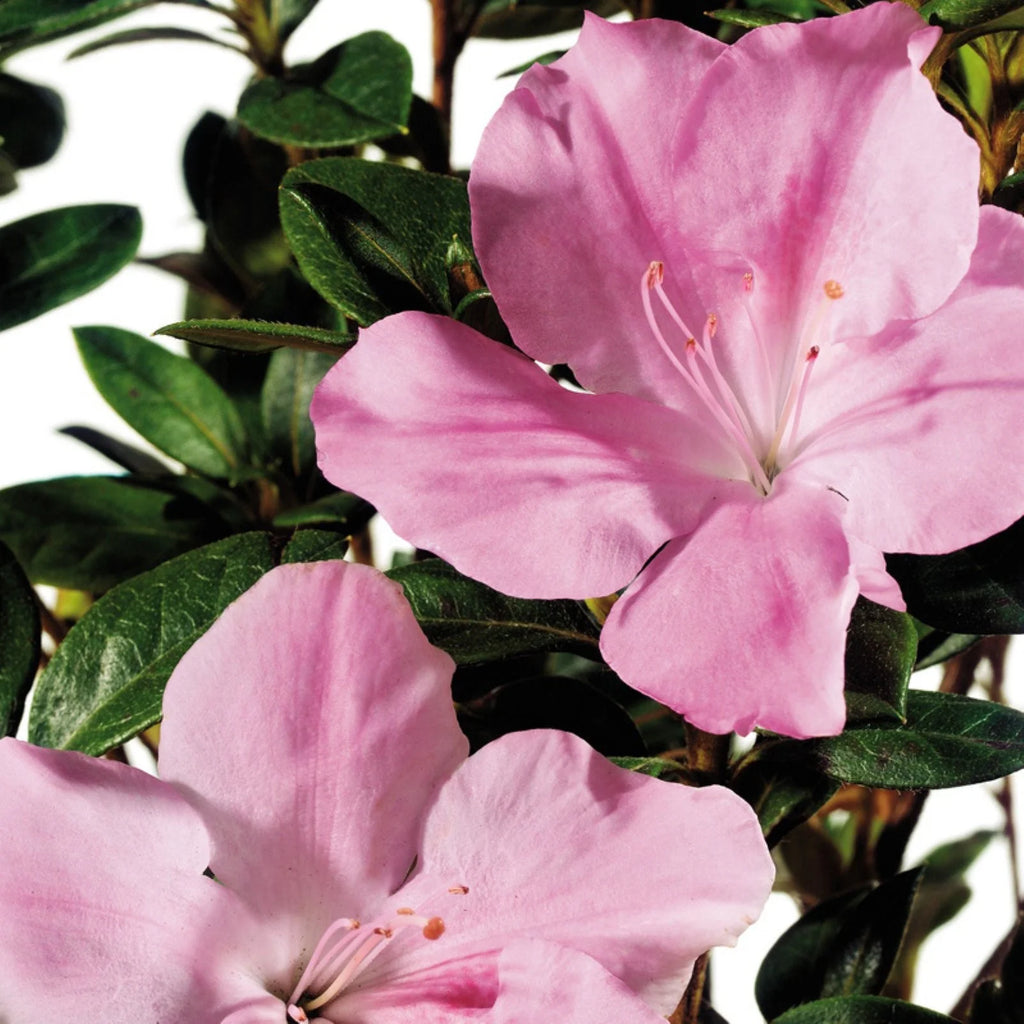 Pink White Flowering Shrub Outdoor Plant a7