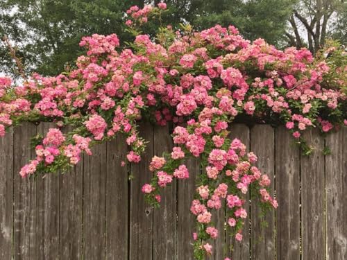 Climbing Rose Live Plant 3 Gallon Pot k7