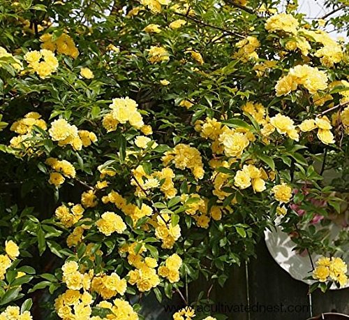 Lady Banks Yellow Climbing Rose - Live Plant - Full Gallon Pot