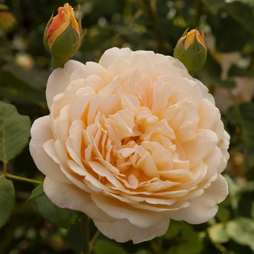 Golden Celebration Rose Bush Fragrant Yellow Potted Plant 7k