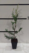 Green Giant Arborvitae 50 Pack in 3" Pot