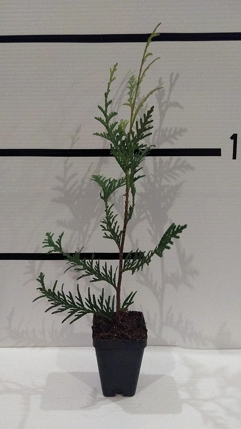 Green Giant Arborvitae 50 Pack in 3" Pot