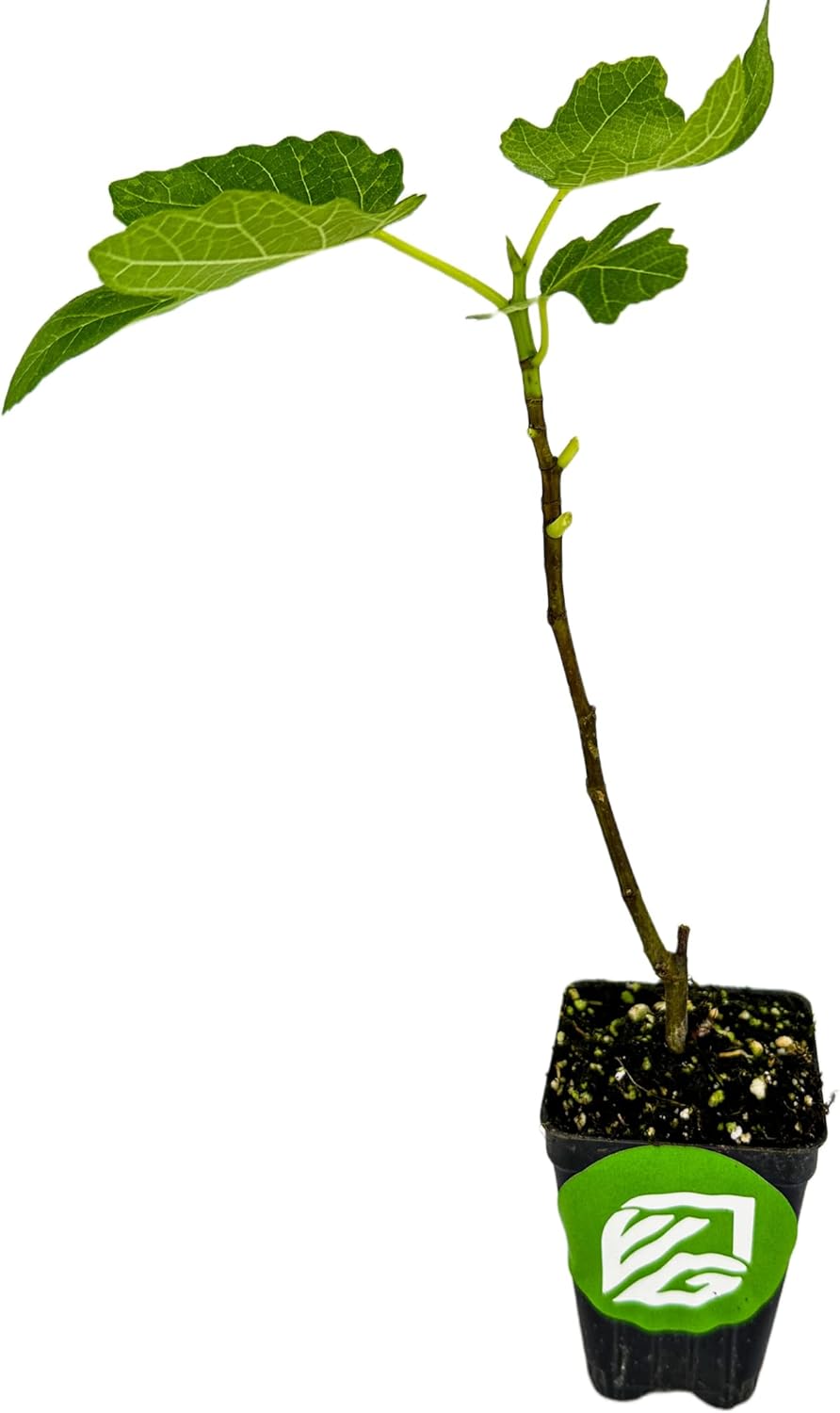 Brown Turkey Fig Tree Self-Pollinating Sweet Fruit a7