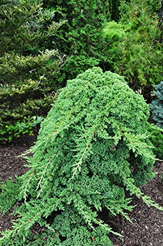 Dwarf Japanese Garden Juniper 3 Live Gallon Plants a7