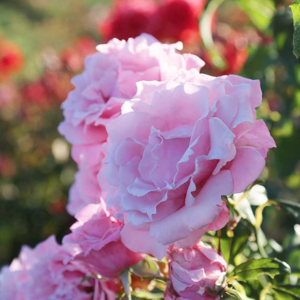 Hybrid Tea Rose Plant for Outdoor Planting k7