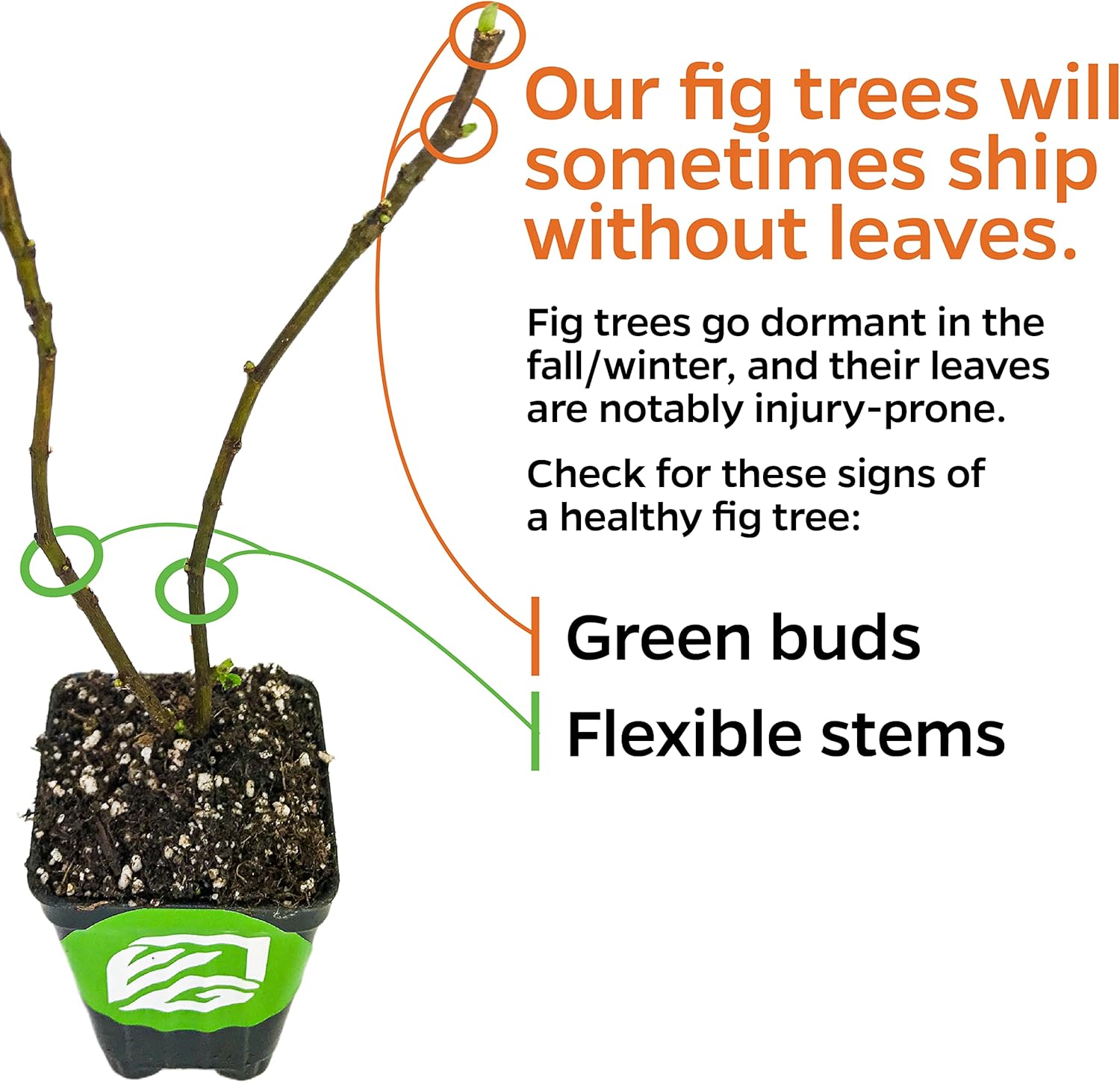 Brown Turkey Fig Tree Self-Pollinating Sweet Fruit a7