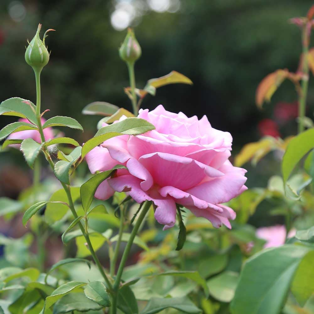 Hybrid Tea Rose Plant for Outdoor Planting k7