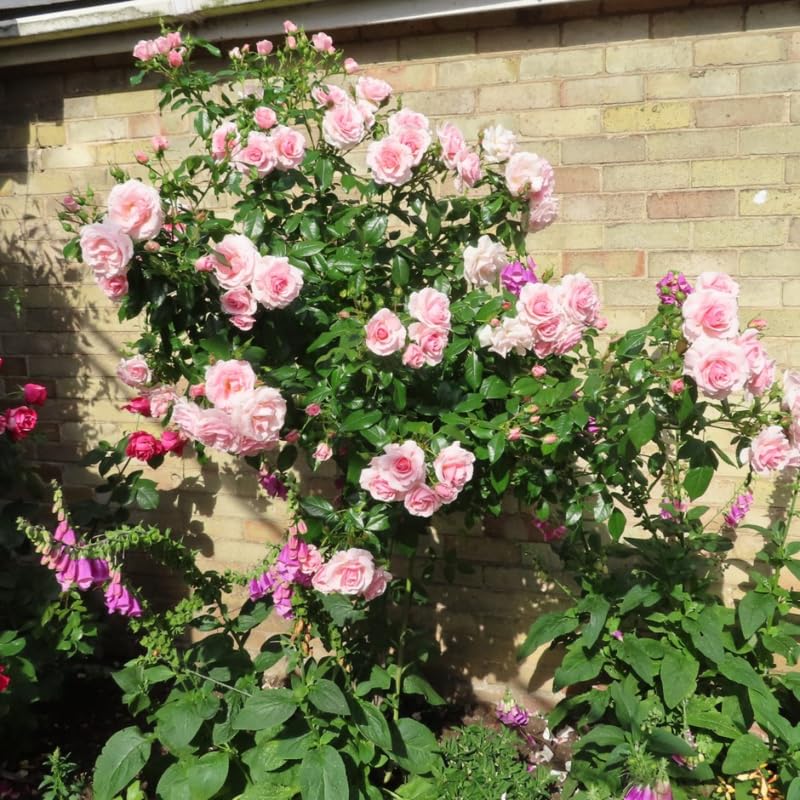 Pink Climbing Rose Live Starter Plants Outdoor Planting A7