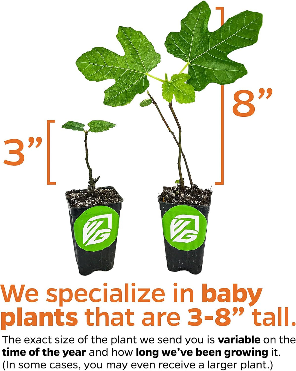 Brown Turkey Fig Tree Self-Pollinating Sweet Fruit a7