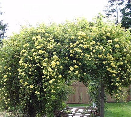 Yellow Climbing Rose Live Plant Gallon Pot k7