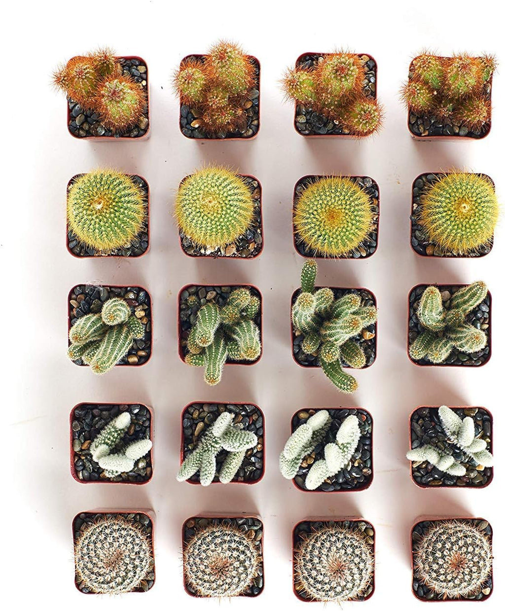 Cactus Succulent Variety Pack 20 K7m