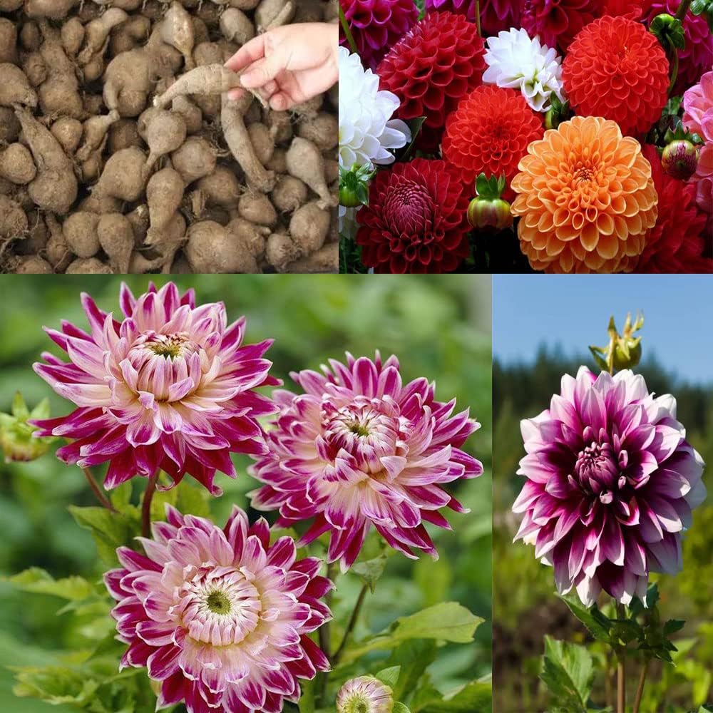 Dahlia Bulbs Mix for Outdoor Planting Summer Fall A7
