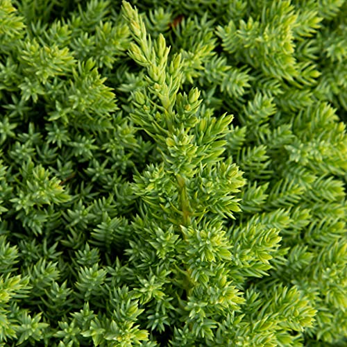 Dwarf Japanese Garden Juniper 3 Live Gallon Plants a7
