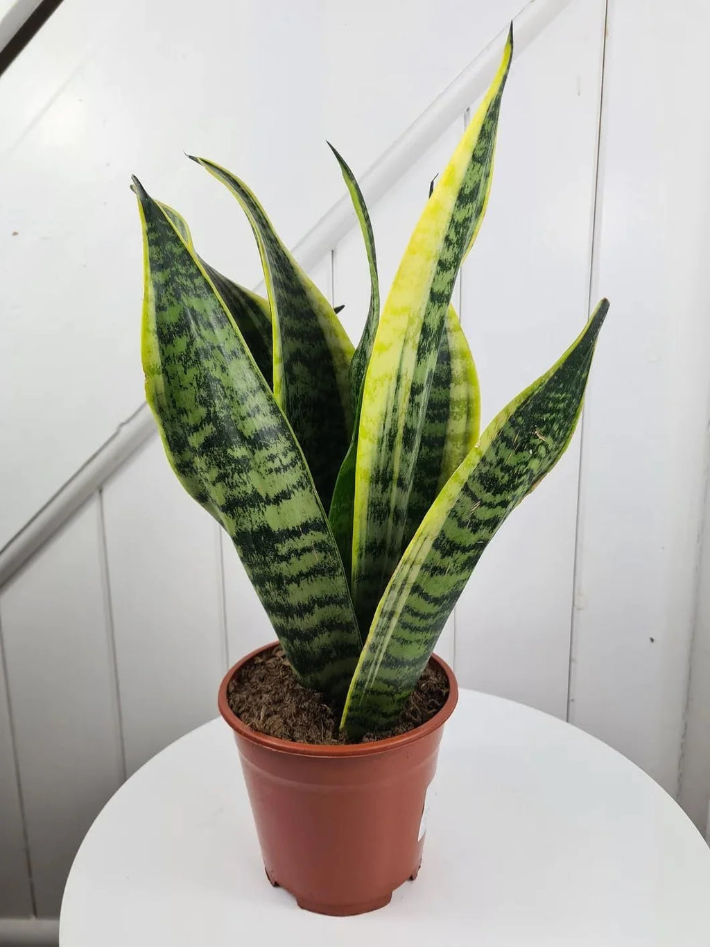Snake Plant in 4 Inch Pot Easy Care Indoor Houseplant k7