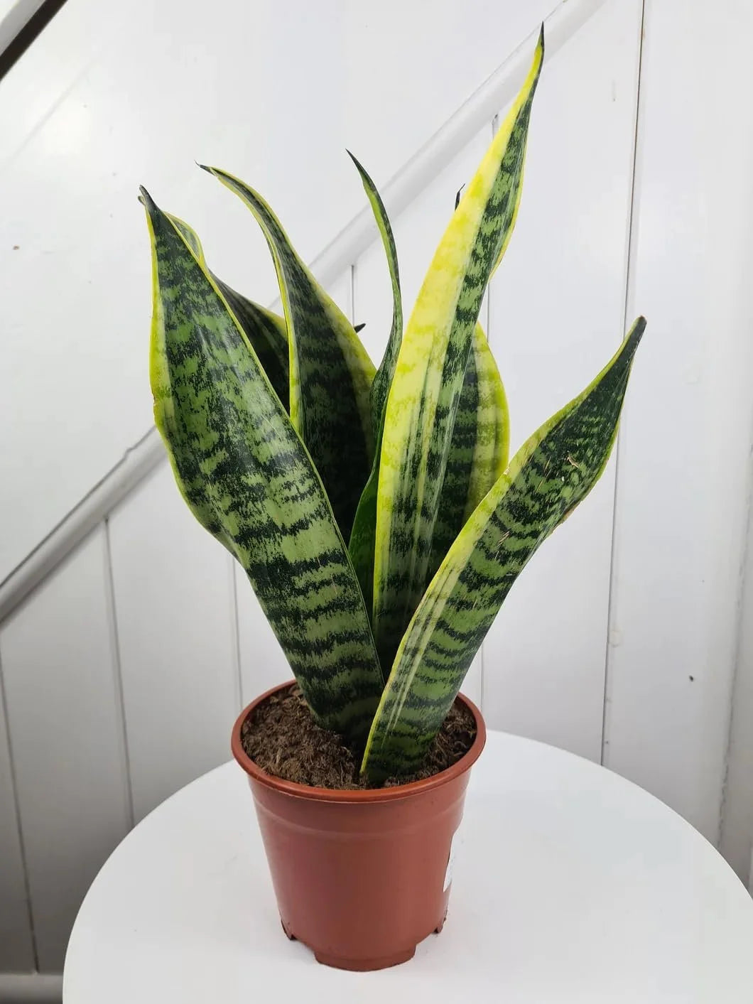 Snake Plant in 4 Inch Pot Easy Care Indoor Houseplant k7