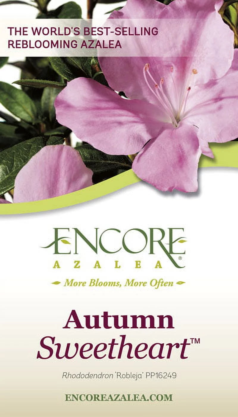 Pink White Flowering Shrub Outdoor Plant a7