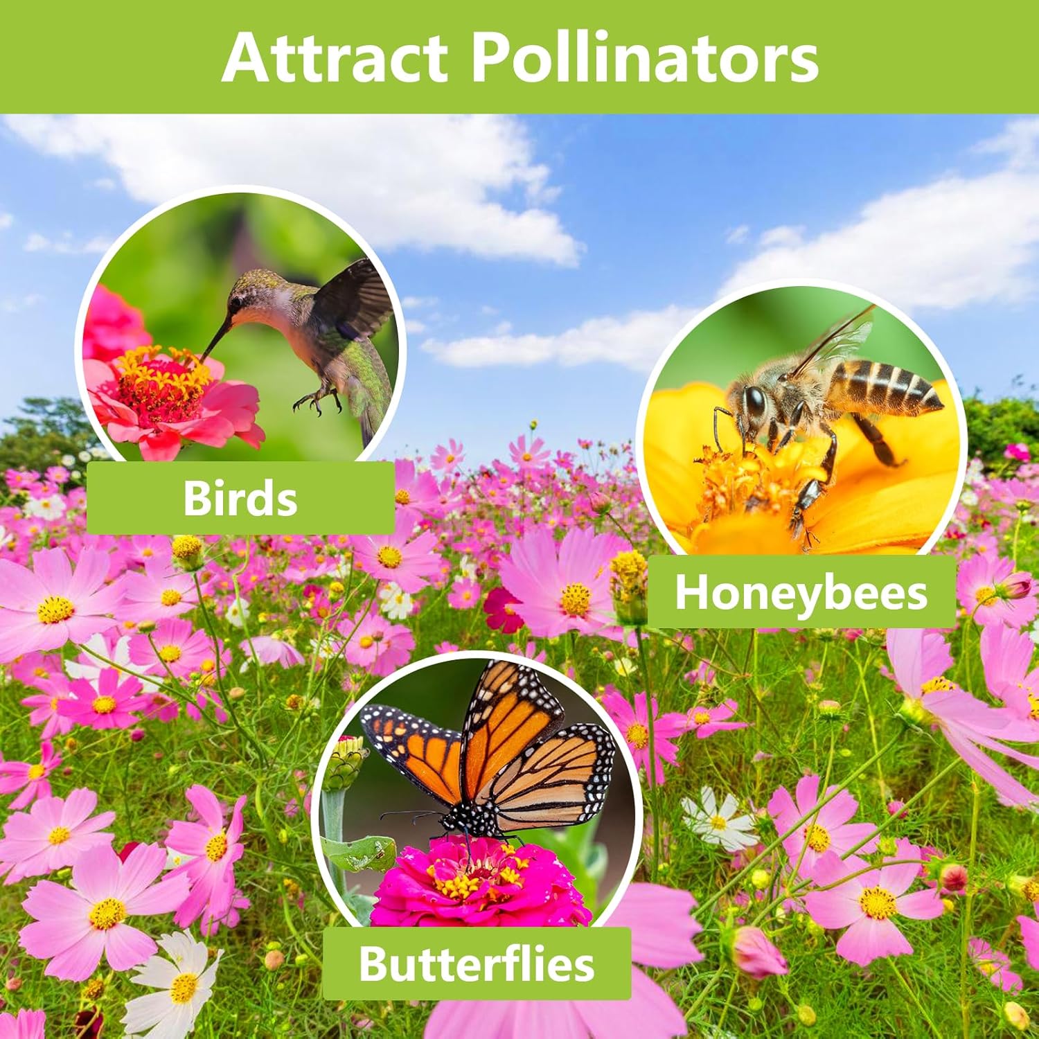 Wildflower Seeds Butterfly & Hummingbird Mix, 1.75 oz Packet A7