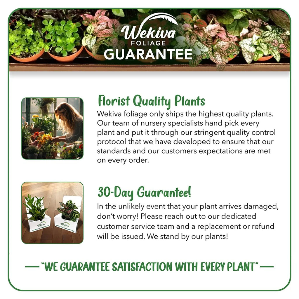 Ficus Tineke Live Starter Plants in 2 Inch Pots a7