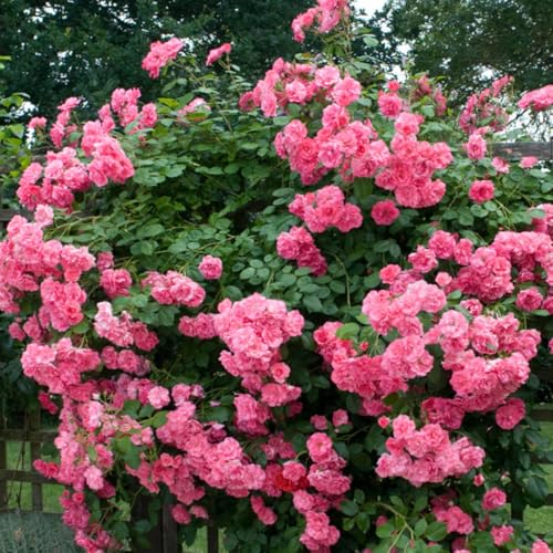 Pink Climbing Rose Live Starter Plants Outdoor Planting A7