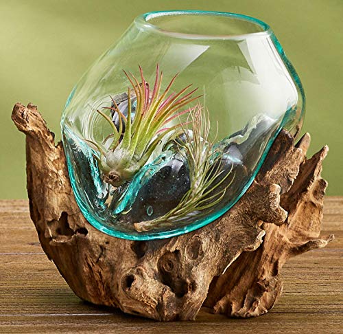 Glass Terrarium Vase Fish Bowl 6-7 Inch a7