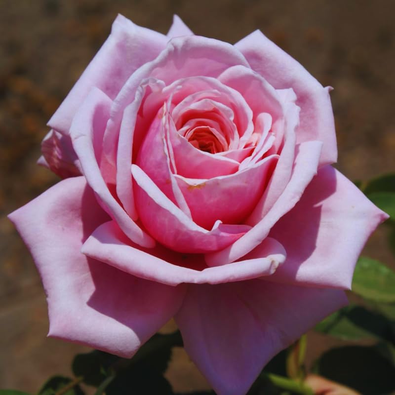 Pink Climbing Rose Live Starter Plants Outdoor Planting A7