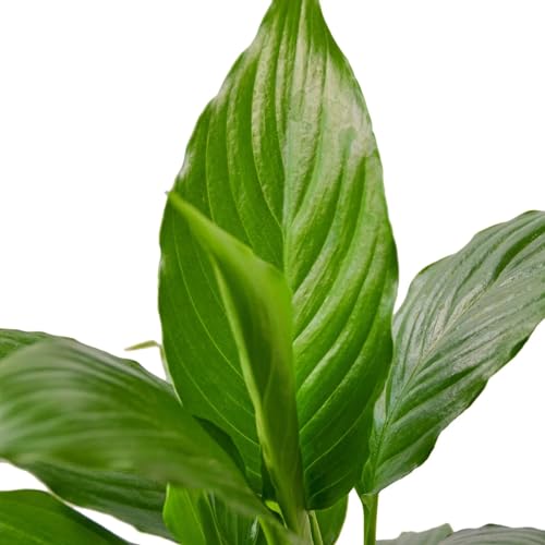 Peace Lily 4" Pot a7