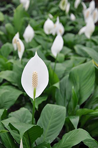 Peace Lily Live Plants in 6 Inch Pots Indoor Houseplant k7