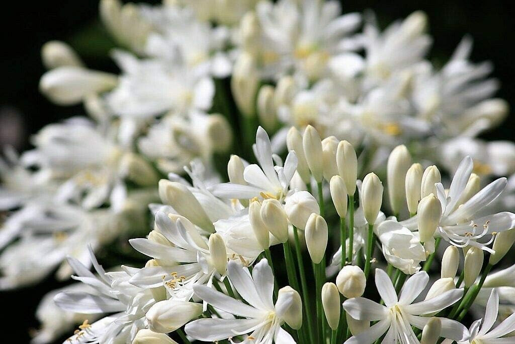 White Lily of the Nile African Lily Flower Seeds 7k