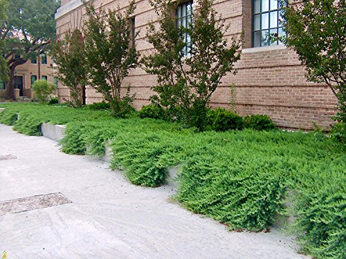 Juniper Blue Pacific Live Plants 2" Pot Evergreen Ground Cover k7