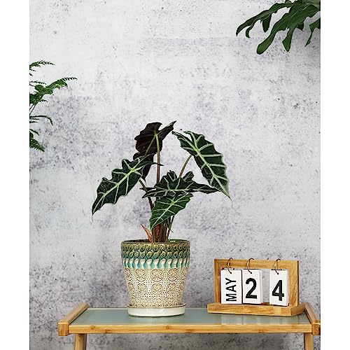 Ceramic Planter with Drainage Hole and Saucer, Set of 2 k7