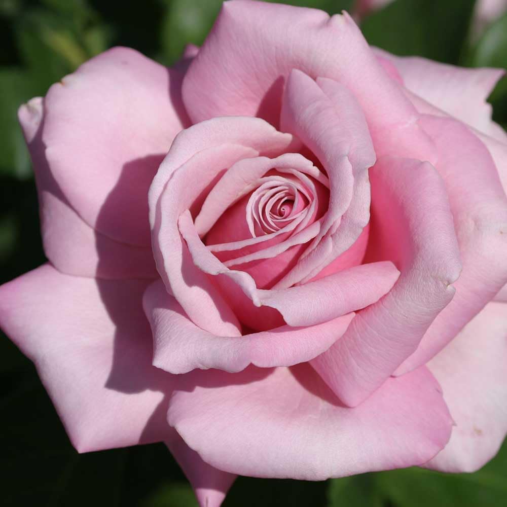 Hybrid Tea Rose Plant for Outdoor Planting k7