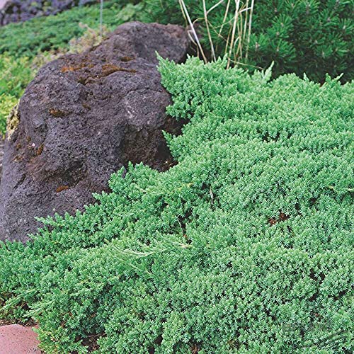 Dwarf Japanese Garden Juniper 3 Live Gallon Plants a7