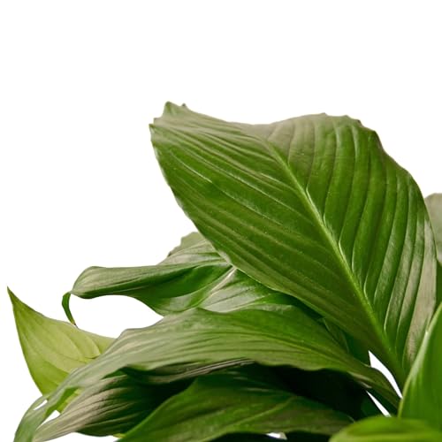 Peace Lily 4" Pot a7