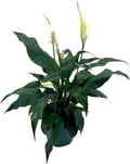 BubbleBlooms Peace Lily in a 4 inch Pot Spathiphyllum Wallisii, White Sails, Spathe Flower