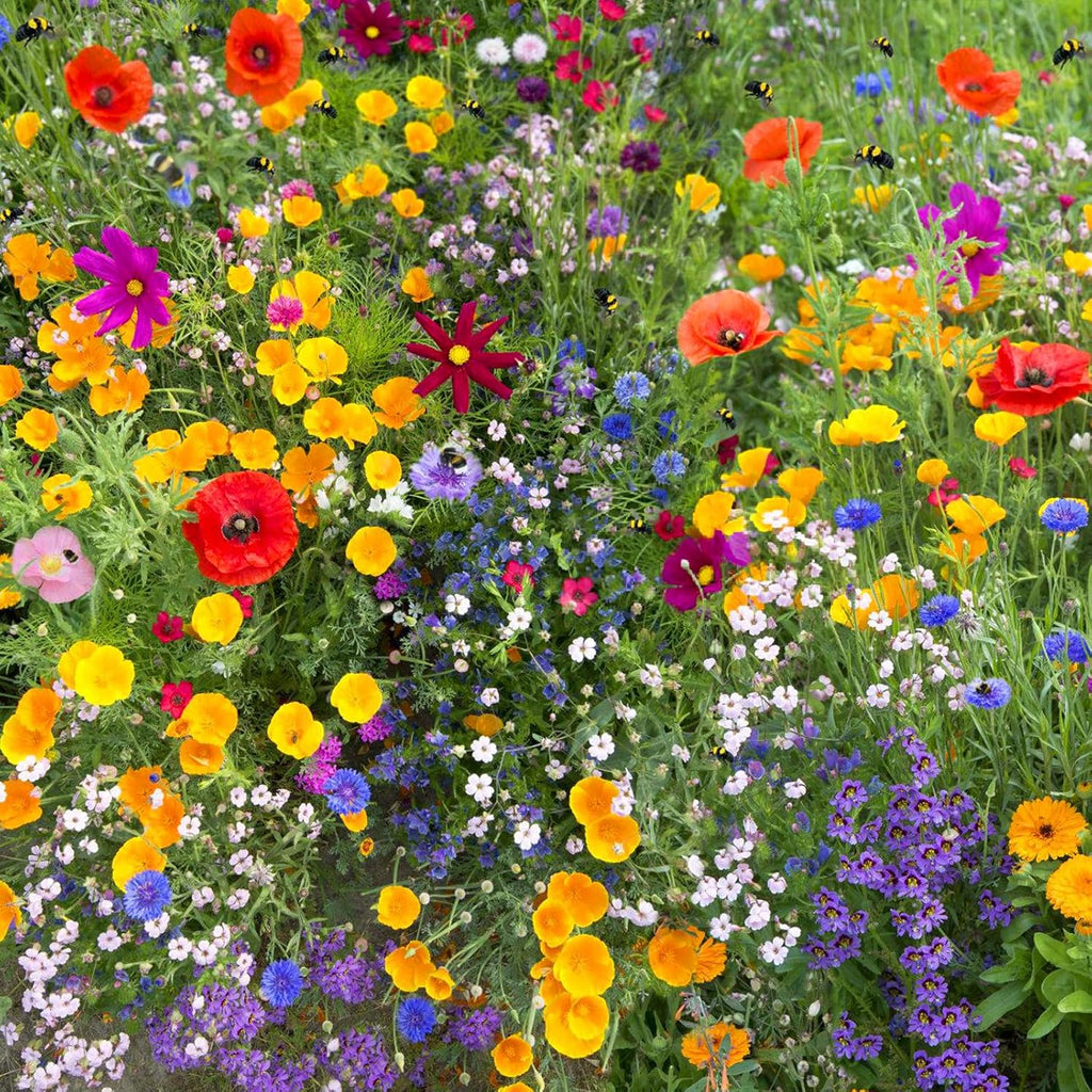 Wildflower Seeds Butterfly & Hummingbird Mix, 1.75 oz Packet A7