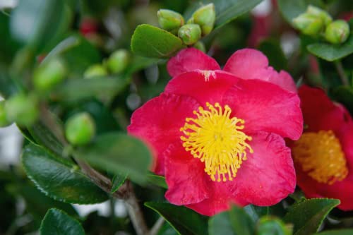 Camellia Sasanqua Evergreen Shrub 3 Gal k7