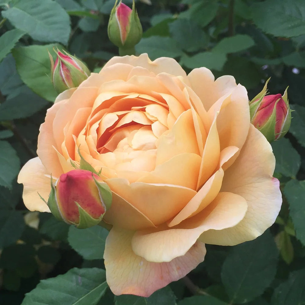 Golden Celebration Rose Bush Fragrant Yellow Potted Plant 7k