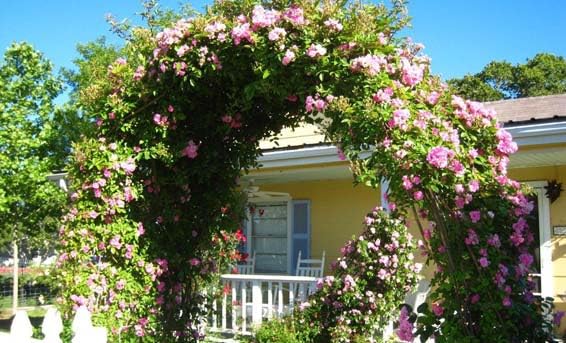 Climbing Rose Live Plant 3 Gallon Pot k7