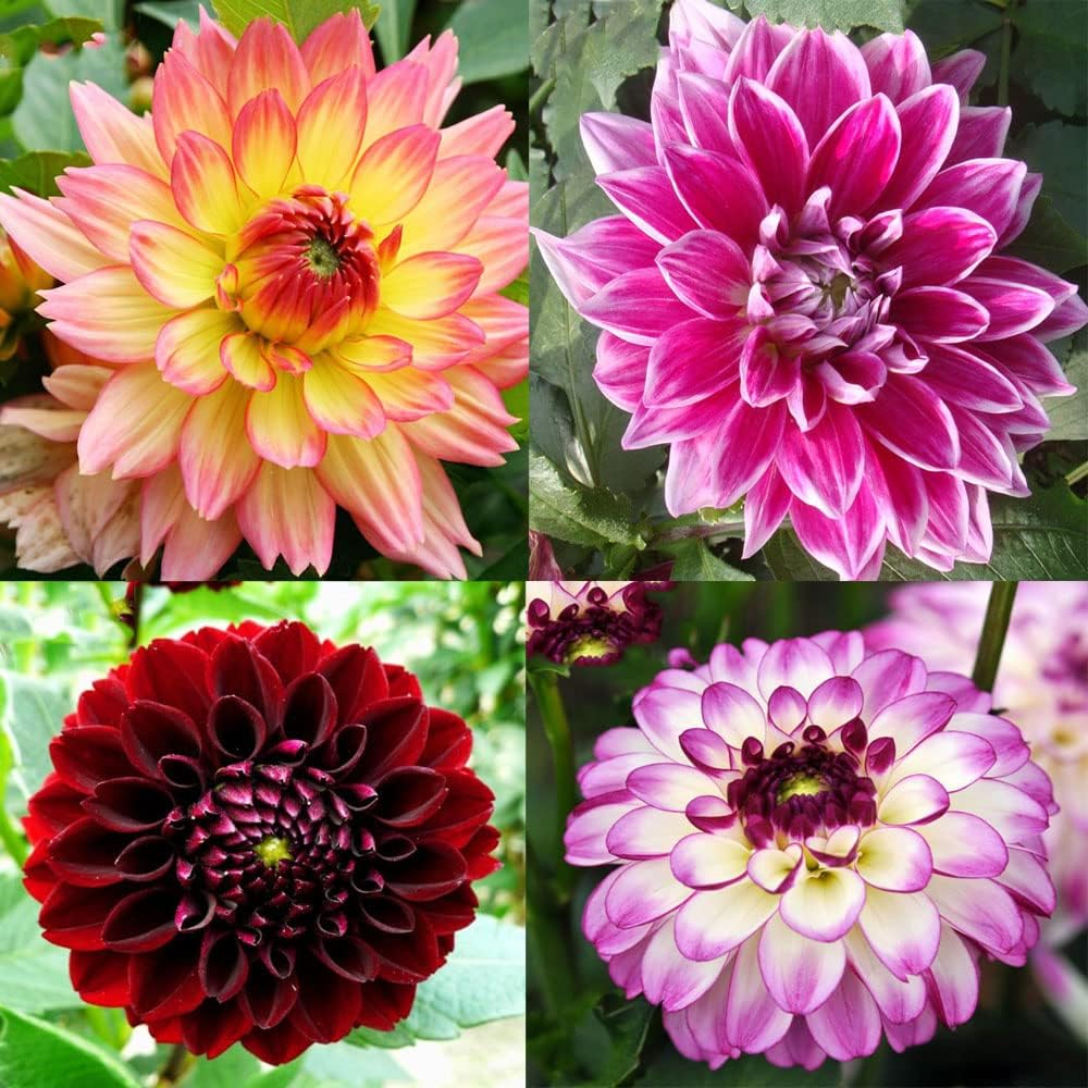 Dahlia Bulbs Mix for Outdoor Planting Summer Fall A7