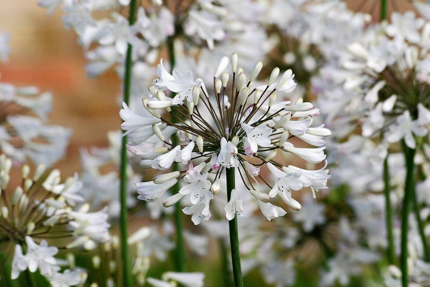 White Lily of the Nile African Lily Flower Seeds 7k