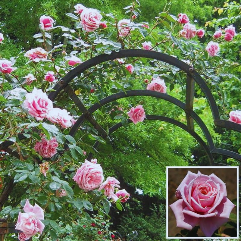 Pink Climbing Rose Live Starter Plants Outdoor Planting A7