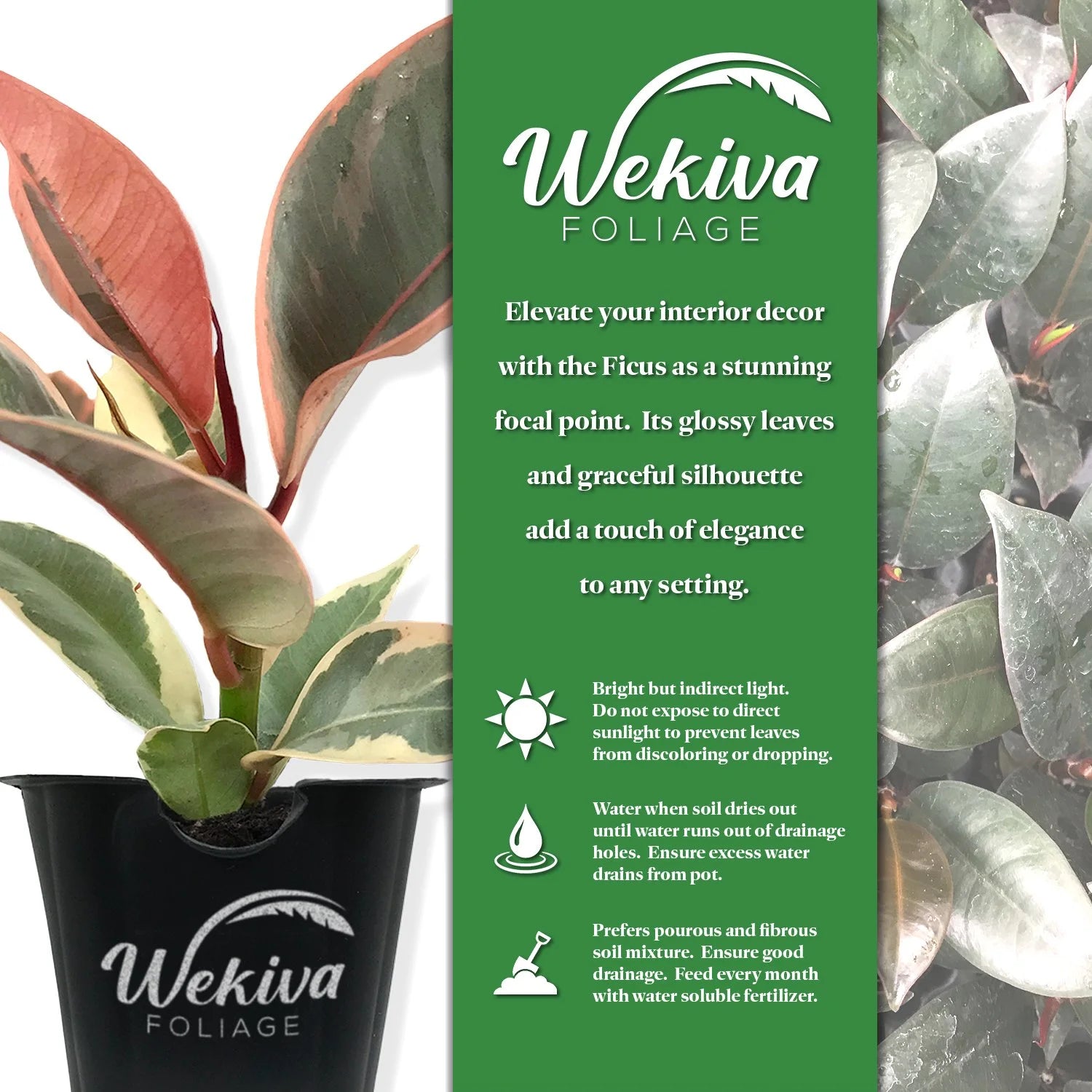 Ficus Tineke Live Starter Plants in 2 Inch Pots a7