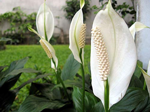 Peace Lily Live Plants in 6 Inch Pots Indoor Houseplant k7