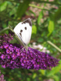 50 Violet Purple Butterfly Bush Buddleia Davidii Flower Shrub Seeds