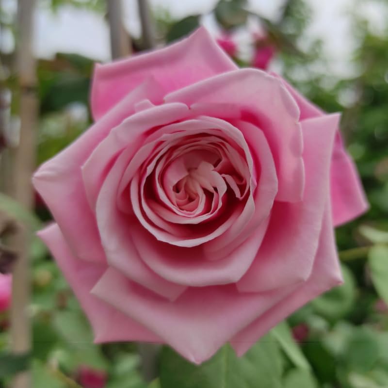 Pink Climbing Rose Live Starter Plants Outdoor Planting A7