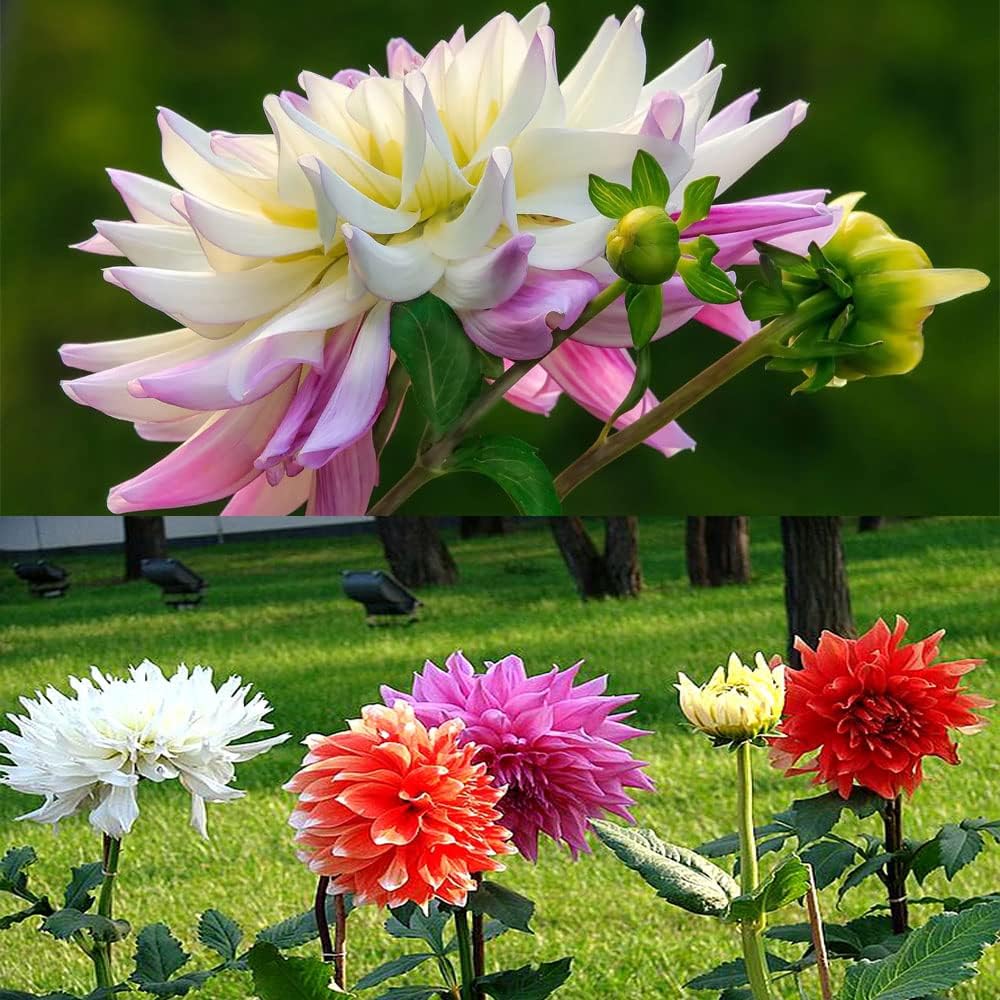 Dahlia Bulbs Mix for Outdoor Planting Summer Fall A7