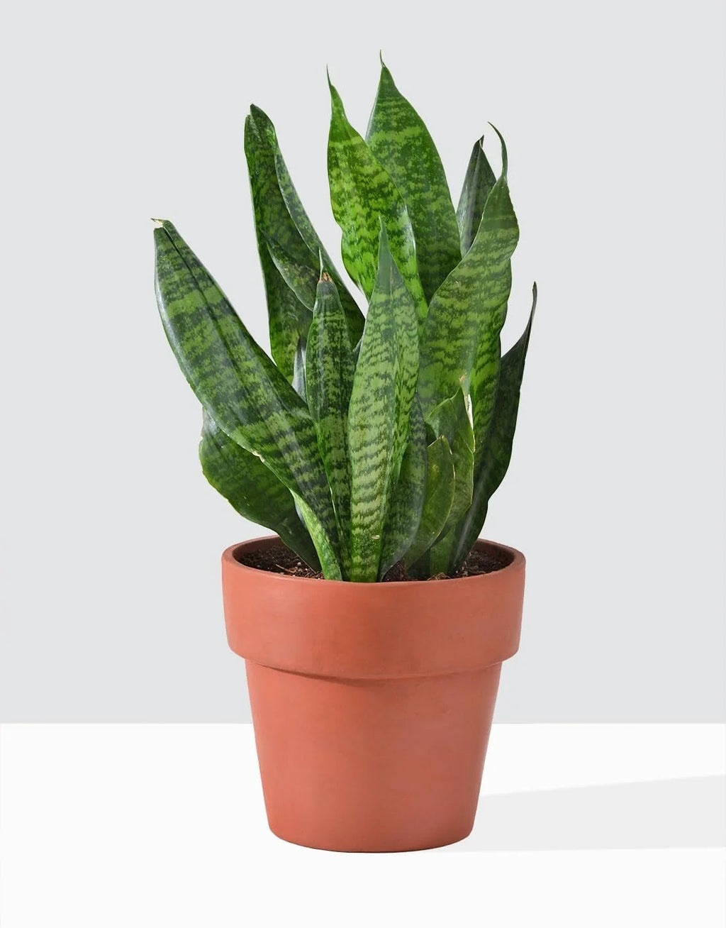 Snake Plant in 4 Inch Pot Easy Care Indoor Houseplant k7