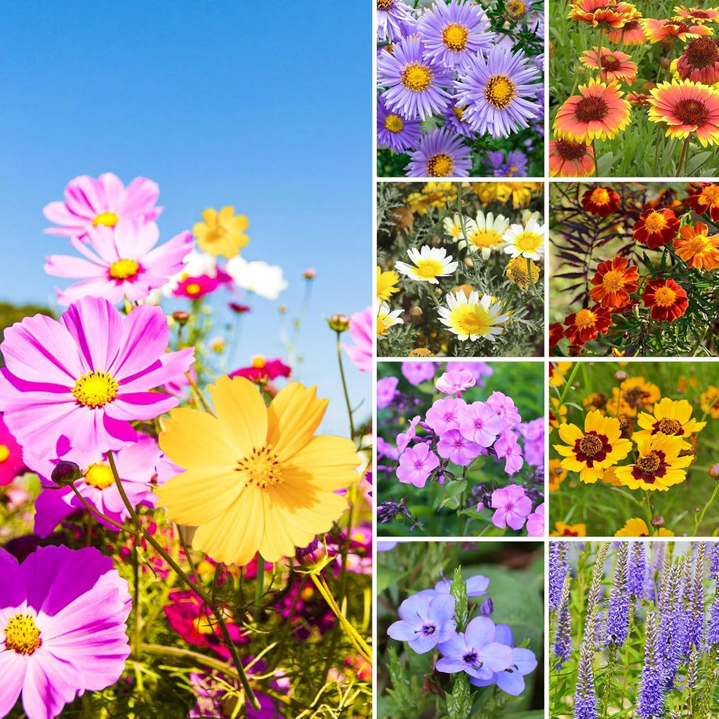 Wildflower Seeds Butterfly and Humming Bird Mix, Large 1.75 Ounce Packet 1,000+ Bulk Flower Seeds for Planting(Non-GMO), 20+ Varieties, Annual Perennial, Easy to Grow, Attracts Pollinators